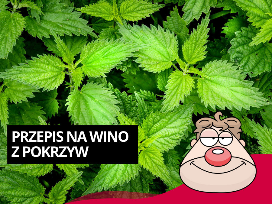 Przepis na wino z pokrzyw wg Malinowynos.pl