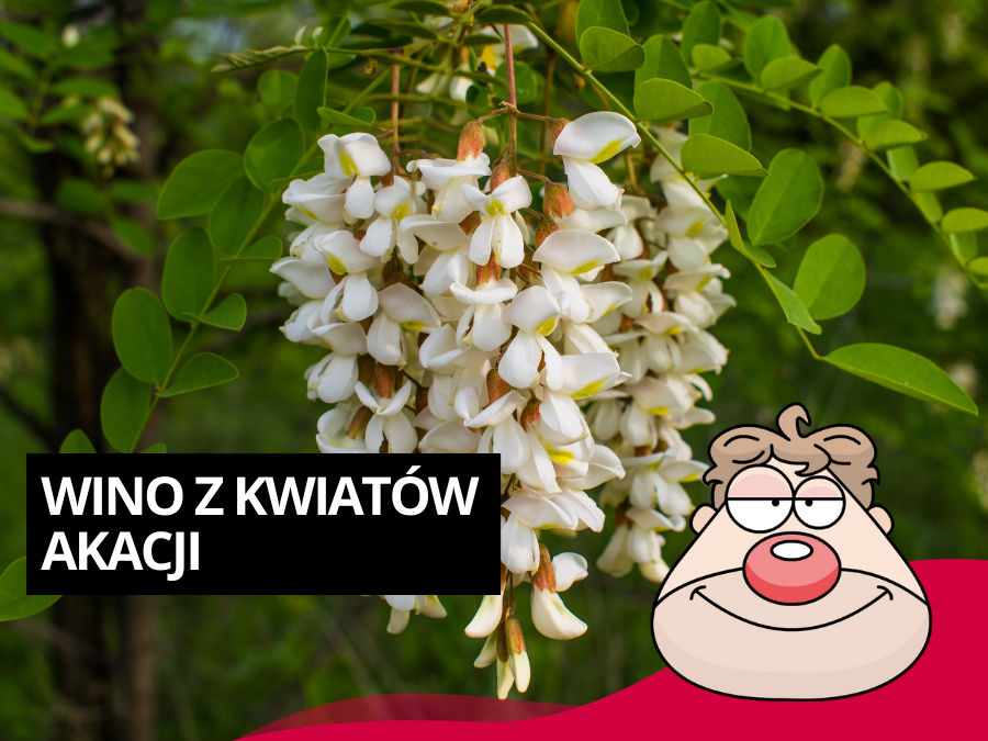 Wino z kwiatów AKACJI - wino kwiatowe.