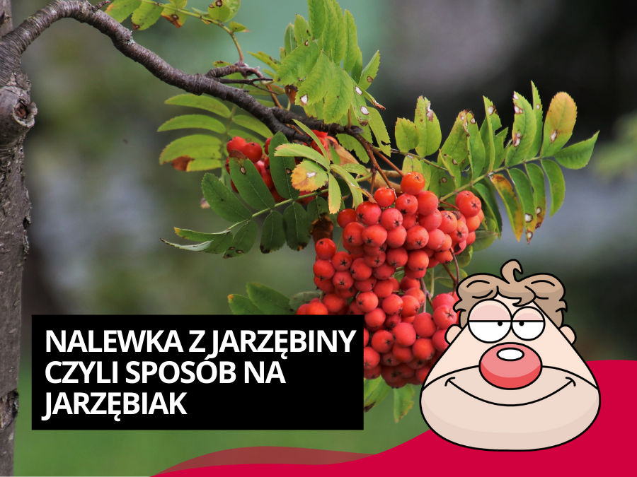 Nalewka z Jarzębiny czyli sposób na Jarzębiak