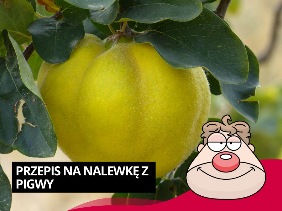 Przepis na nalewkę z pigwy