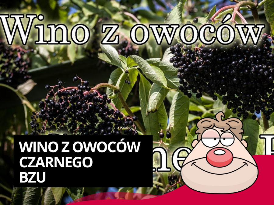 Przepis na zdrowe winko z owoców czarnego bzu
