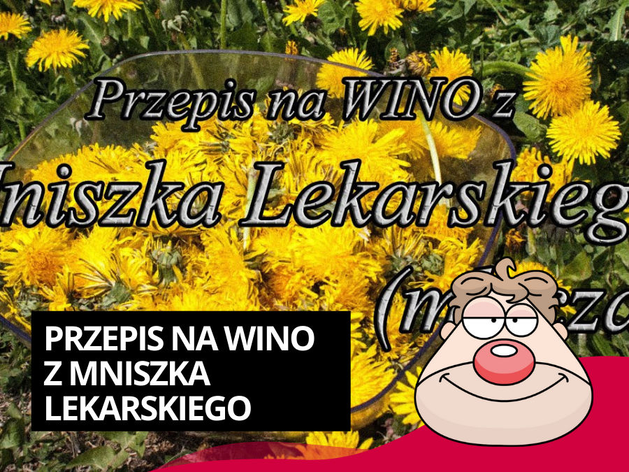 Wino z Mniszka Lekarskiego (Mlecza) cz.1