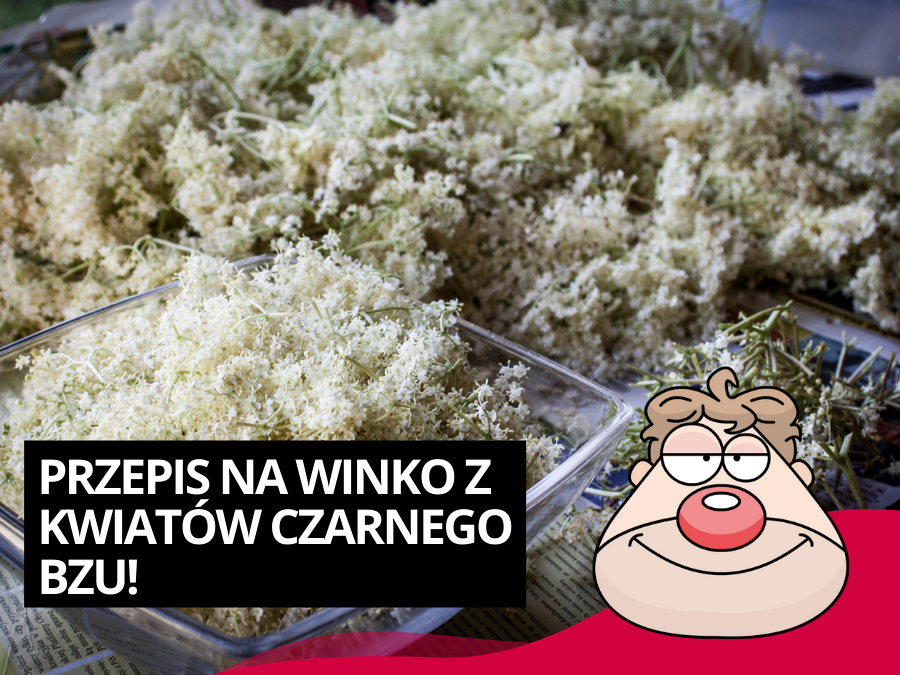 Przepis na winko z kwiatów czarnego Bzu!